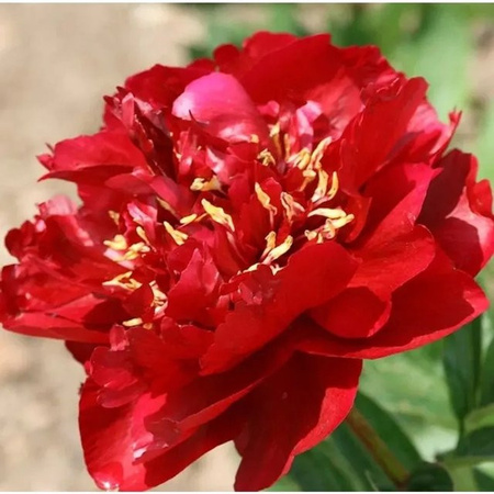 Edelpfingstrose Buckeye Belle Paeonia actiflora als Gartenstaude