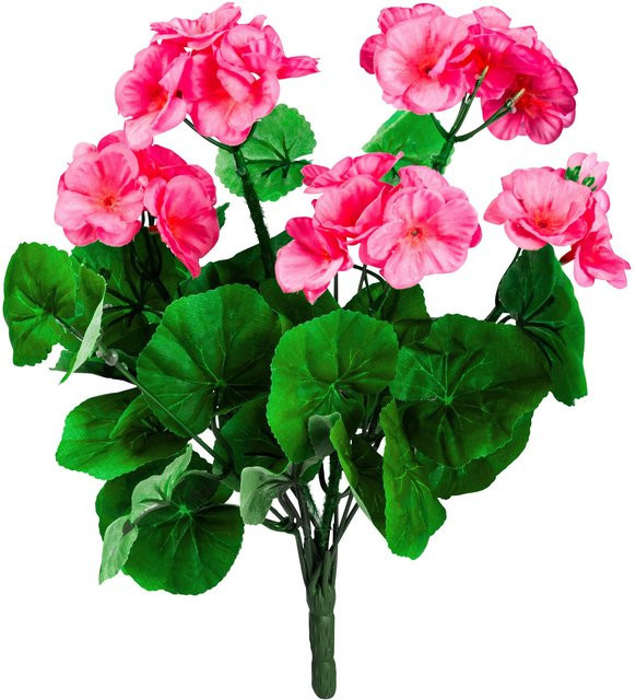 Pinker Steck-Geranienbusch von Moderne Hausfrau, Bio-Geranien - Bild 1
