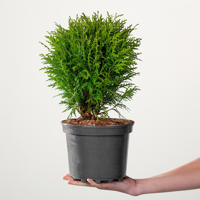 Kugel-Lebensbaum Mecki von BLUME2000 Thuja occidentalis für Balkon und Terrasse Höhe: 80 cm - Bild 1