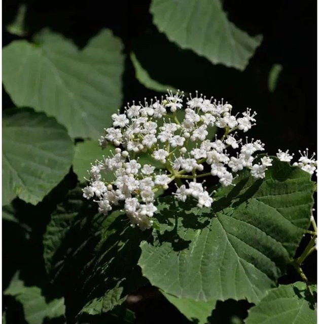 Breitdoldiger Schneeball Cardinal Candy Viburnum dilatatum, roter Zierstrauch - Bild 1