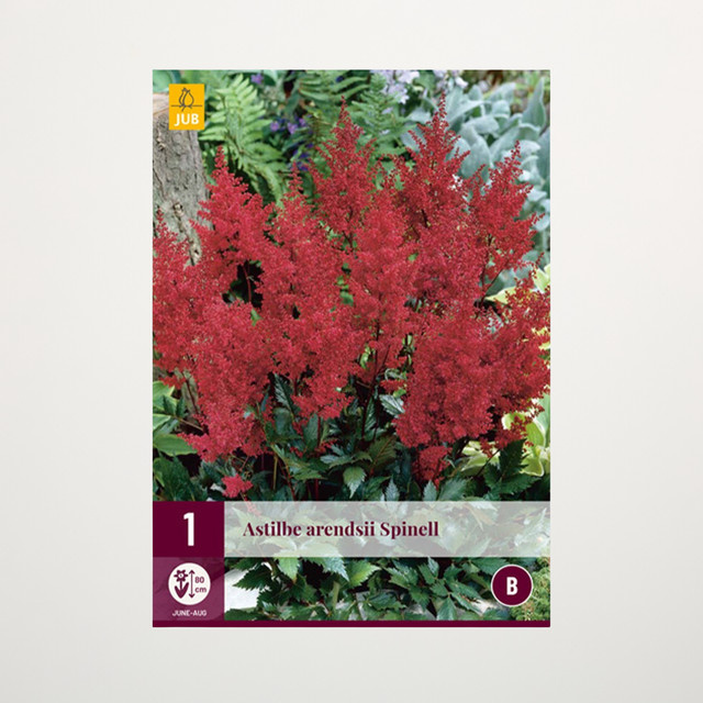 Astilbe Spinell Knolle von BLUME2000 - Bild 1