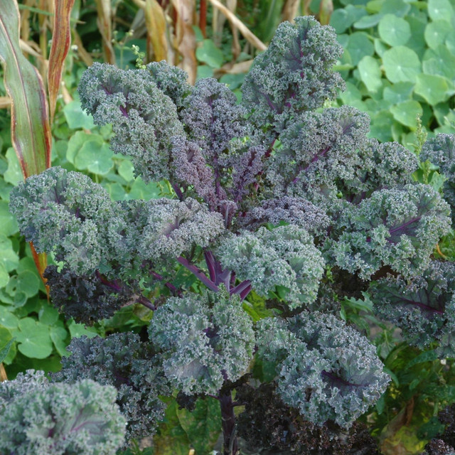 BIO Kohlpflanze Redbar von BLUME2000 für dein Gemüsebeet - Bild 1