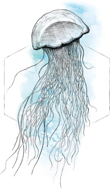 Komar Wandbild Jellyfish Watercolor in Blau, Breite: 50 cm, Höhe: 70 cm - Bild 1