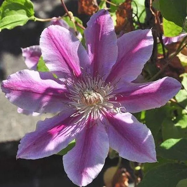 Großblumige Clematis Waldrebe Doctor Ruppel von Arborix in den Farben Weiß, Rosa und Violett im Container (50 bis 60 cm) - Bild 1