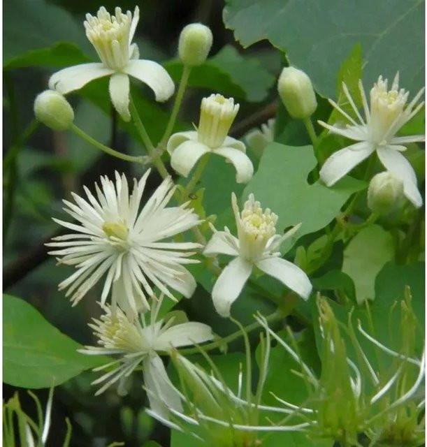 Clematis vitalba Gemeine Waldrebe weiße Kletterpflanze für deinen Garten von Nr-01.de - Bild 1