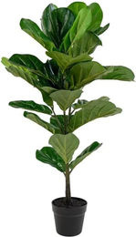 House Nordic Künstliche Geigenfeige Ficus lyrata Grün Höhe: 100 cm - Bild 1
