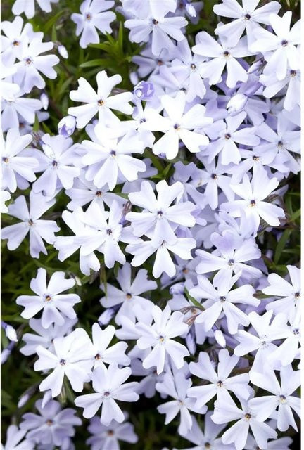 Blauer Polsterphlox Phlox Subulata Emerald Cushion in Topf - Bild 1