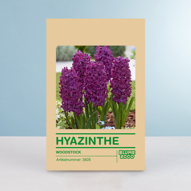 Hyazinthenzwiebeln Woodstock von BLUME2000, 5 Stück - Bild 1
