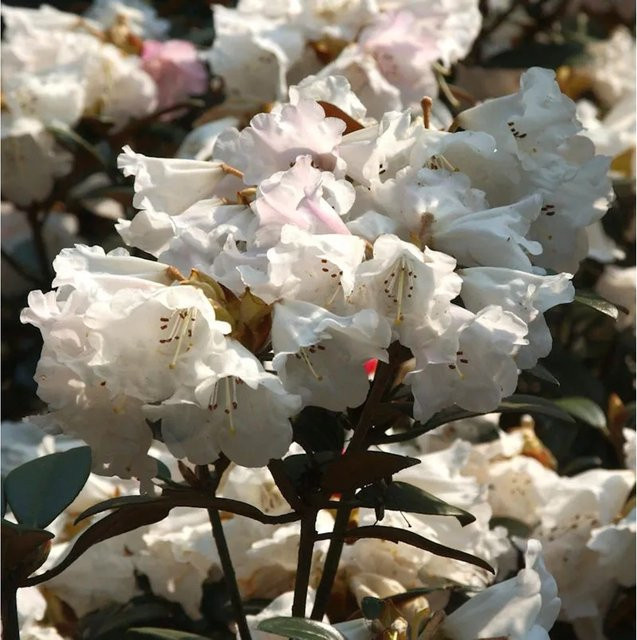 Großblumiger Rhododendron Queen Bee Alpenrose von Nr-01.de, Höhe: 30-40 cm - Bild 1