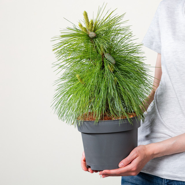 Schwerinkiefer Wiethorst Pinus von BLUME2000 - Bild 1