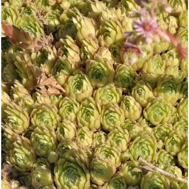 Hauswurz Hey Hey Sempervivum cultorum Grüne Staude für den Garten - Bild 1