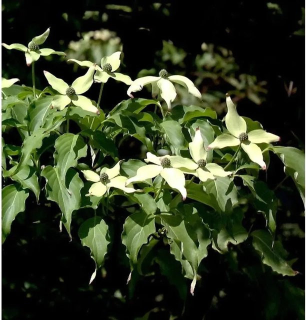 Japanischer Blumenhartriegel Weiße Fontäne Cornus kousa weiß - Bild 1