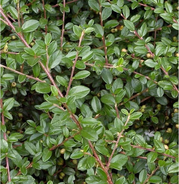 10x Zwergmispel Cotoneaster dammeri Bodendecker in Grün, Höhe: 10-15 cm - Bild 1