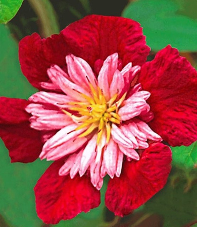 Clematis Avant Garde TM