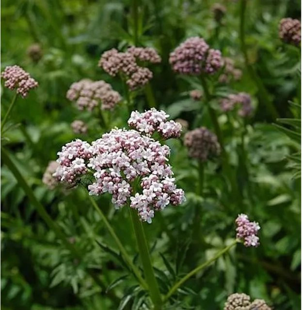 Baldrian Valeriana officinalis von Die Nr-01.de - Bild 1