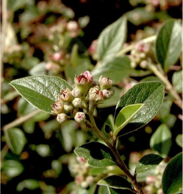 Cotoneaster franchetii Fruchtmispel Strauch in Grün, Höhe: 60-80 cm - Bild 1