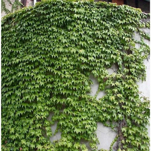 Jungfernrebe Green Spring Parthenocissus tricuspidata Kletterpflanze für Garten, Mauern und Zäune, Höhe: 125-150 cm - Bild 1