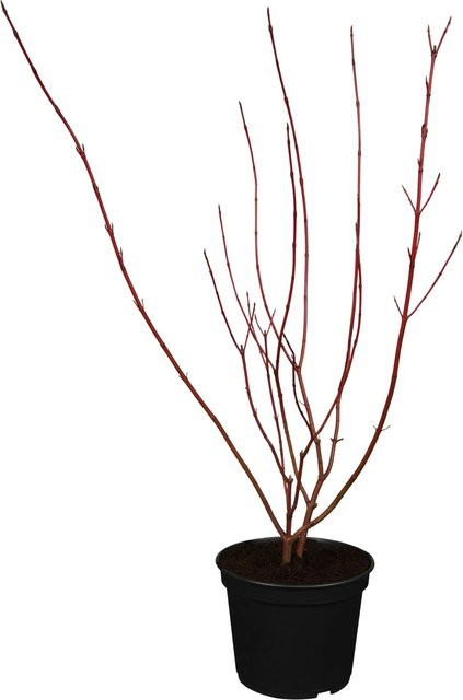 OBI Gelbbunter Hartriegel Spaethii Cornus alba Weiß Höhe: 40 - 60 cm - Bild 1