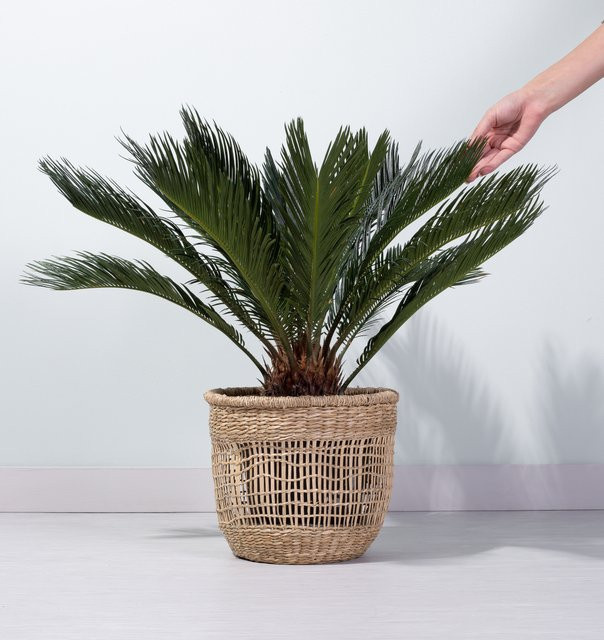 Japanischer Sagopalmfarn Cycas von BLUME2000 in Grün, Höhe: 170 cm - Bild 1