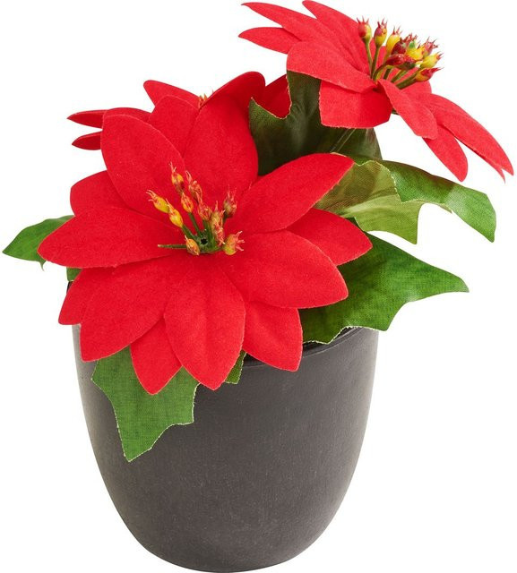 Weihnachtsstern Gloria im Topf in Rot als Tischdekoration - Bild 1