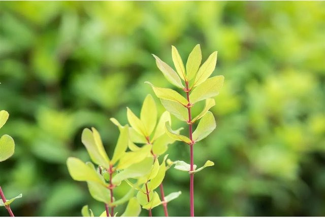Lonicera Kamtschatica Honigbeere winterharte Beerenstrauch Pflanze Höhe: 30–40 cm - Bild 1