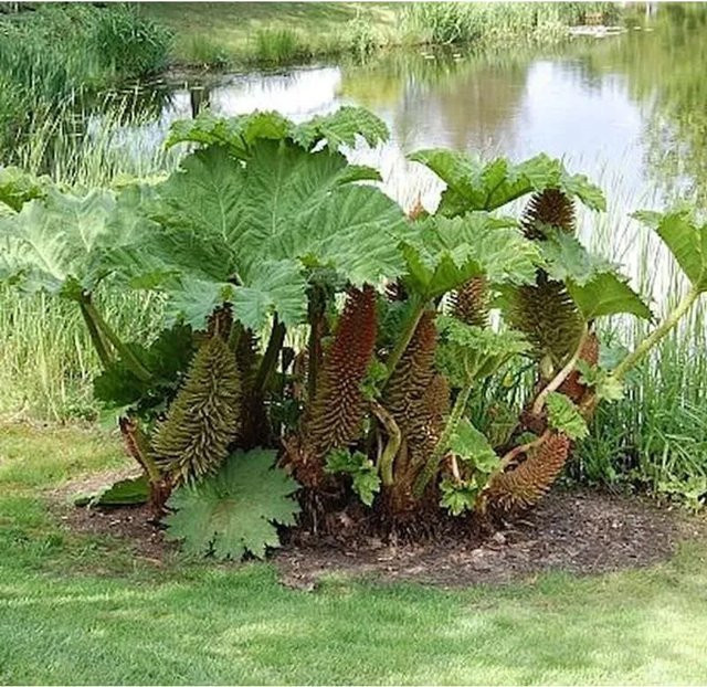 Gunnera manicata Riesen Mammutblatt als grüne Solitärpflanze für den Garten - Bild 1