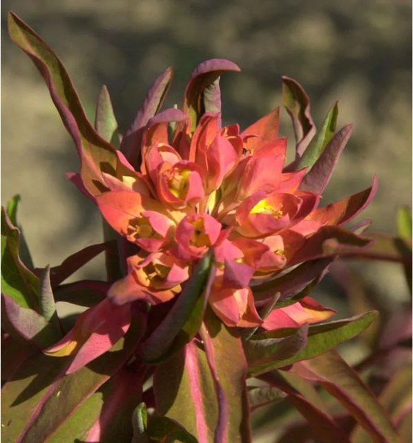 Himalaja Wolfsmilch Fireglow Euphorbia griffithii rote Staude für Garten und Freiland - Bild 1