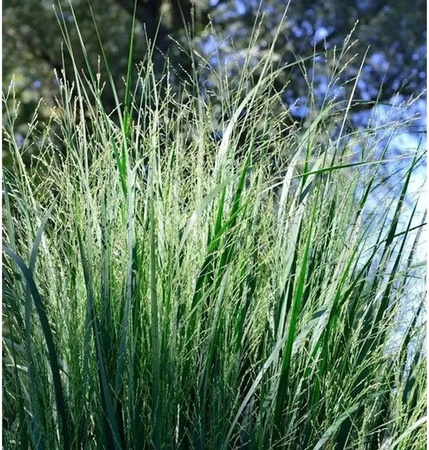 Purpur Liebesgras Eragrostis spectabilis Ziergras für den Garten in Lila und Grün