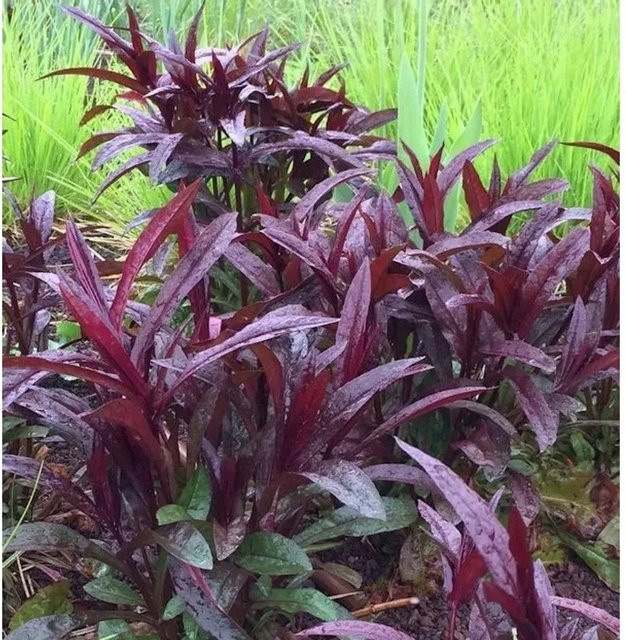Penstemon digitalis Bartfaden Huskers Red rote Staude für den Garten - Bild 1