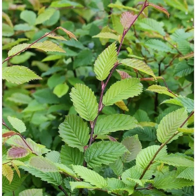 Hainbuche Carpinus betulus Laubbaum von Nr-01.de in Grün, Höhe: 150 cm - Bild 1