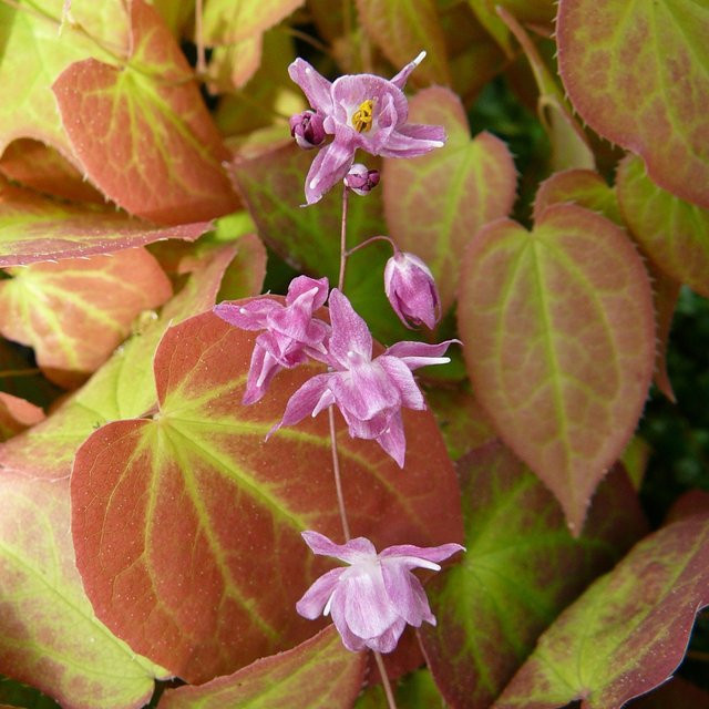 Rote Elfenblume Epimedium als wintergrüne Bodendecker-Staude für deinen Garten von Mein schöner Garten Shop - Bild 1