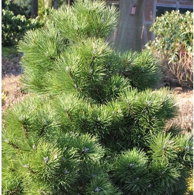 Gedrungene Zwerg Schwarzkiefer Pinus nigra von Nr-01.de, grün, Höhe: 25-30 cm - Bild 1