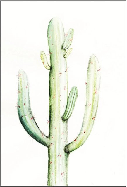 Komar Wandbild Saguaro Watercolor Paper Poster Breite: 30 cm, Höhe: 40 cm - Bild 1