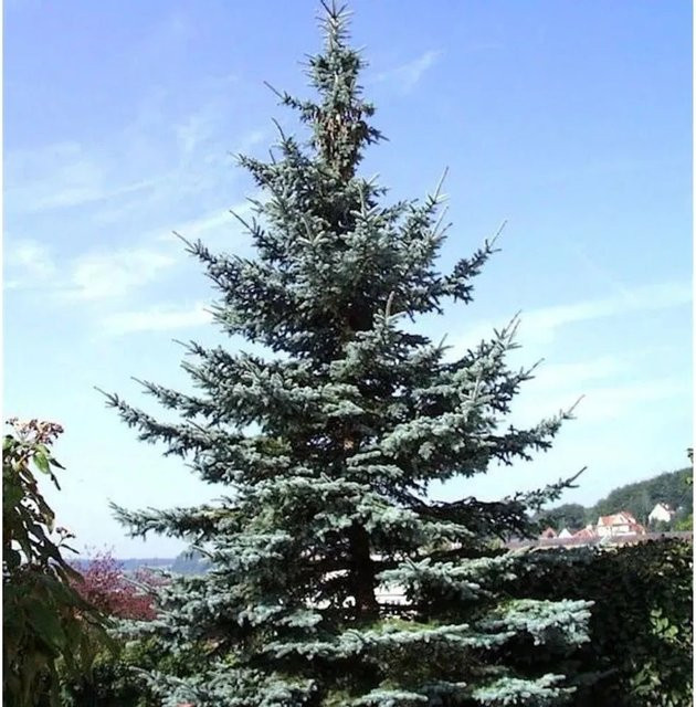 Blaufichte Picea pungens von Nr-01.de in Blau, Höhe: 70-80 cm - Bild 1