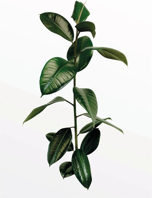 Komar Wandbild Ficus Branch in Grün, Breite: 30 cm, Höhe: 40 cm - Bild 1