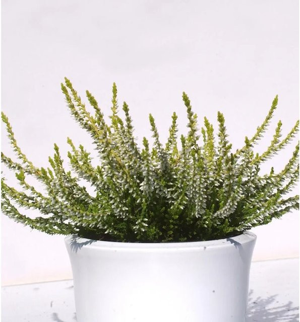 10er Set Calluna vulgaris Knospenheide Gardengirls Sandy in Lila für den Garten - Bild 1