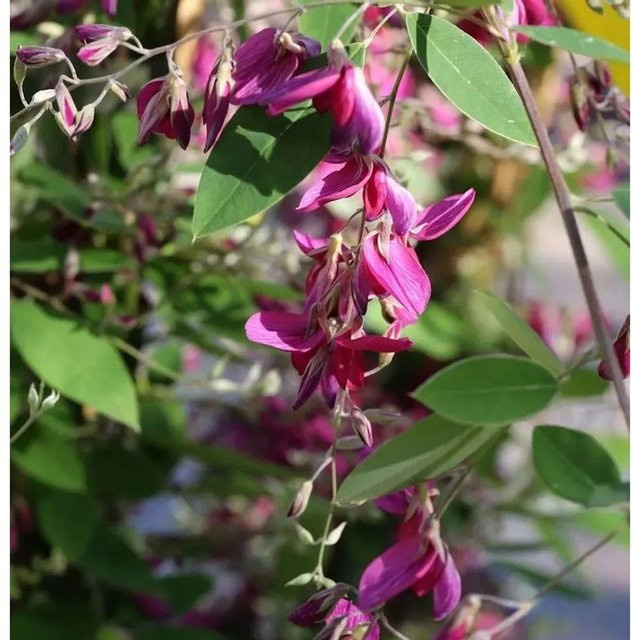 Lespedeza thunbergii Buschklee in Pink/Purple, Höhe: 60-80 cm - Bild 1