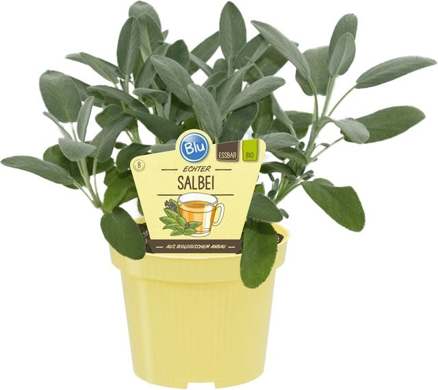Blu Bio-Salbei Salvia im Topf mit einem Durchmesser von ca. 12 cm - Bild 1