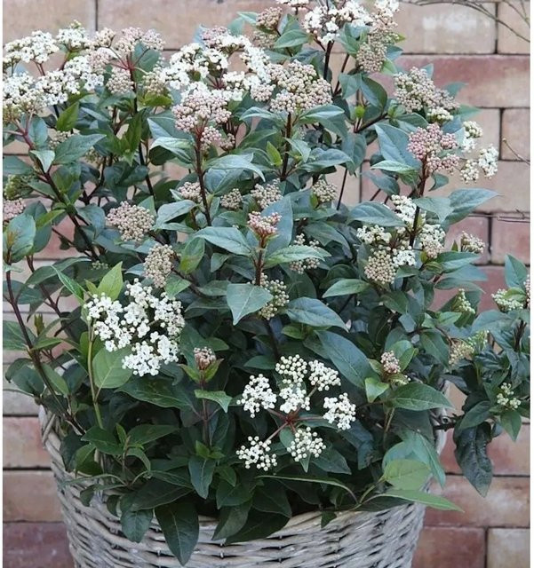 Mittelmeer Schneeball Eve Viburnum tinus als pflegeleichter Zierstrauch in Weiß und Pink, Höhe: 25-30 cm - Bild 1