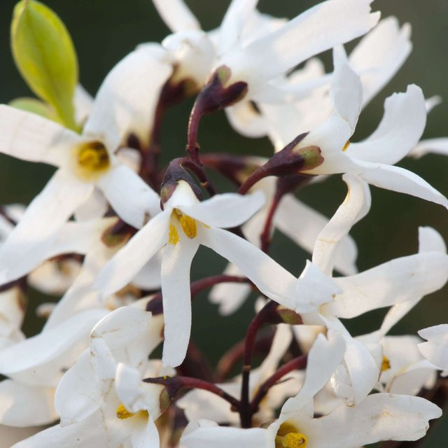 Abeliophyllum Schneeforsythie als weißer Zierstrauch für den Garten - Bild 1