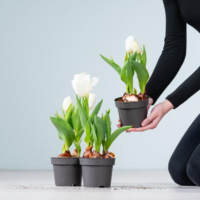 3 weiße Tulpen Zwiebeln von BLUME2000 - Bild 1