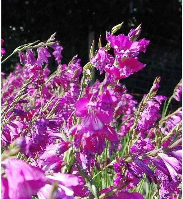Sumpf Gladiole Gladiolus palustris als mehrjährige Pflanze für den Außenbereich von Nr-01.de - Bild 1