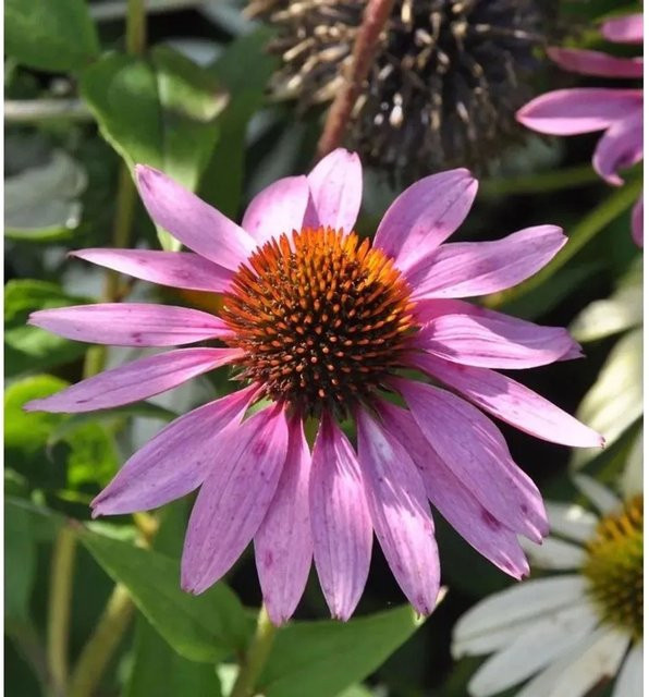 Sonnenhut After Midnight Echinacea purpurea lila Schnittblumepflanze im Topf - Bild 1