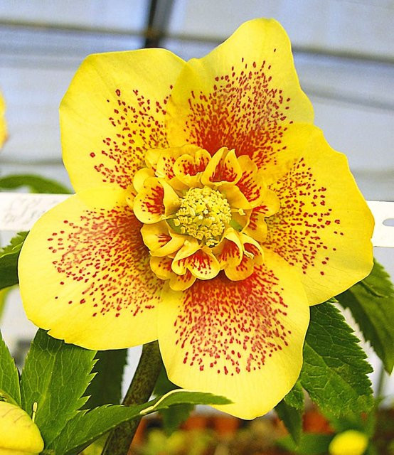 Christrose Hantay - Bild 1