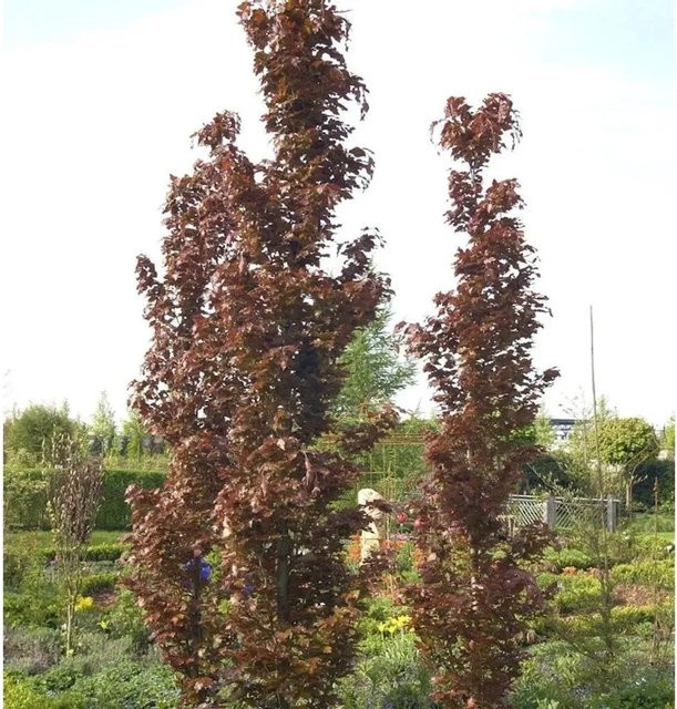 Rote Säulenbuche Rohan Obelisk Fagus sylvatica, Farbe: Rot - Bild 1