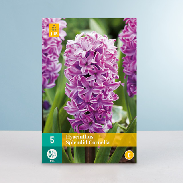 Hyazinthe Splendid Cornelia mit 5 Zwiebeln von BLUME2000 - Bild 1
