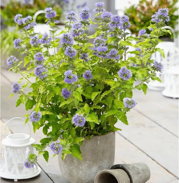 Caryopteris clandonensis Bartblume Hint of Gold Gold und Blau für den Garten - Bild 1