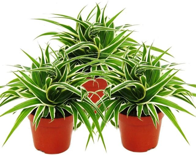 Exotenherz Grünlilie Chlorophytum in Grün, 3er Set - Bild 1