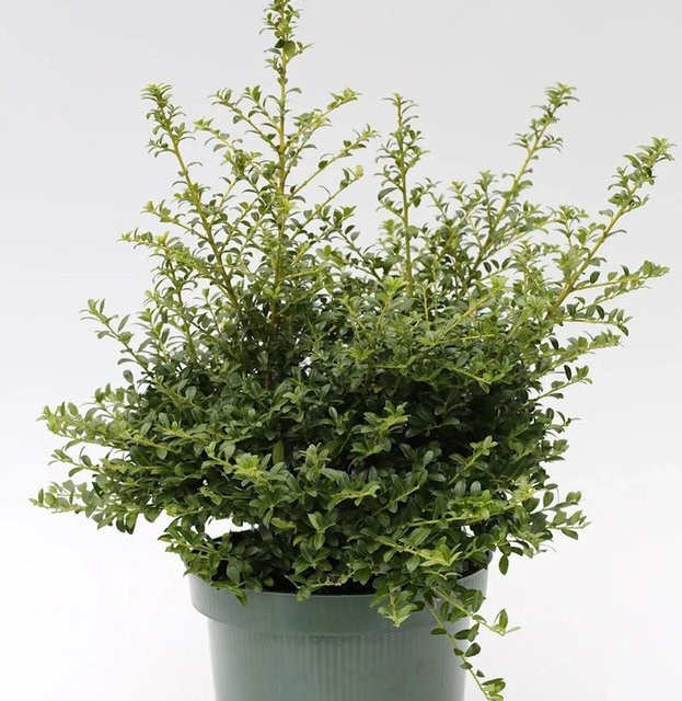Japanische Stechpalme Ilex crenata Twiggy in Grün, Höhe: 20-25 cm - Bild 1