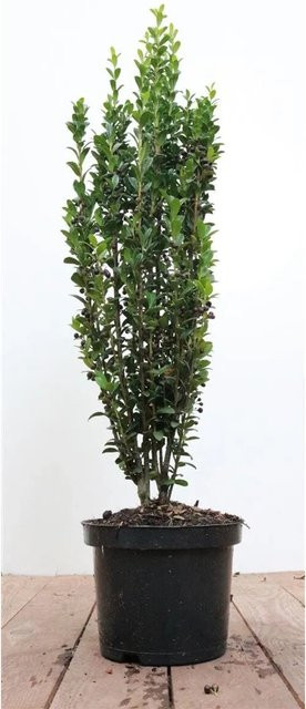 Ilex crenata Fastigiata als grüne Heckenpflanze und Strauch für den Garten, Höhe: 40-50 cm - Bild 1